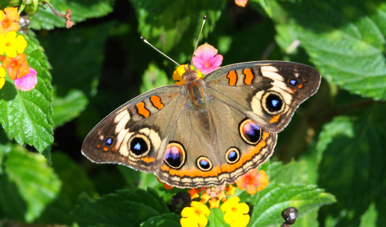 0_1495986062207_Junonia_coenia_most -beautiful-butterfly-insect-animal-10.jpg