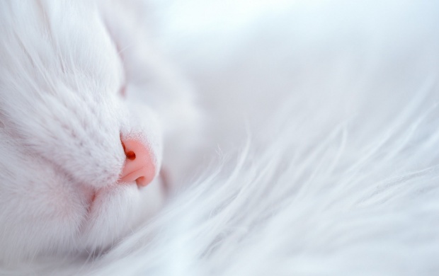 0_1495986840238_white_cat_sleep_cute_nose-t3.jpg