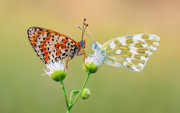 0_1495987010064_two_butterfly_romance-t3.jpg