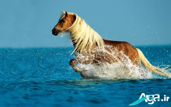 0_1498923989939_Horse-in-the-sea.jpg