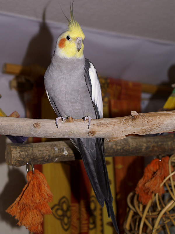 0_1512848788988_Cockatielmale.jpg