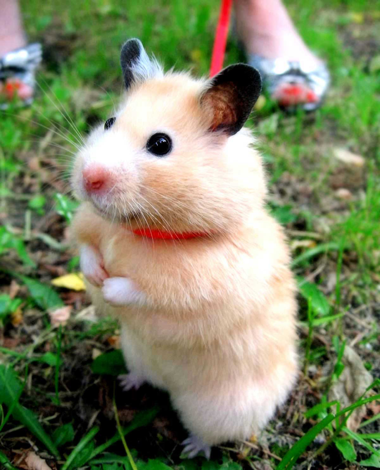 0_1513426590170_hamster-01.jpg