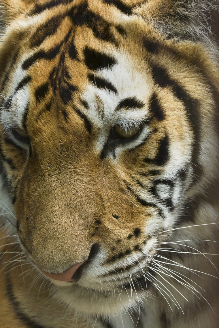 0_1514114972508_tiger-1245751.jpg