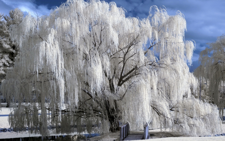 0_1514284193656_snow-tree-winter.jpg