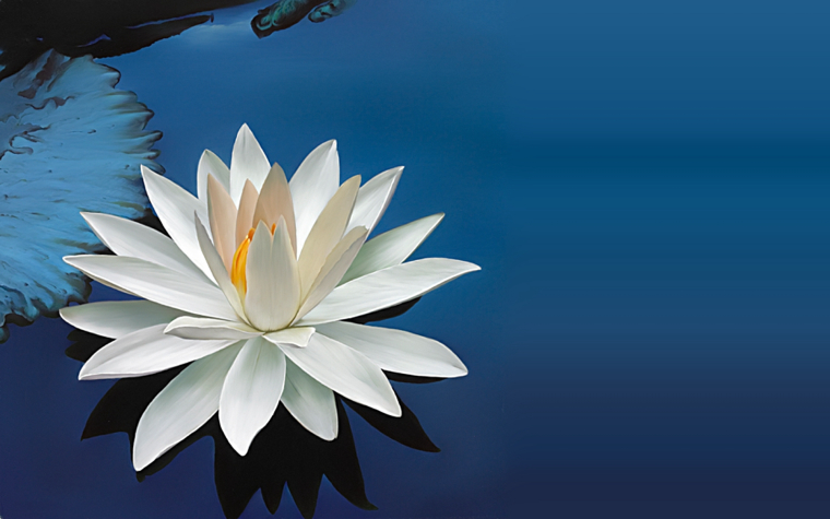 0_1517054601648_White-Water-Lily-Wallpaper-PC.jpg