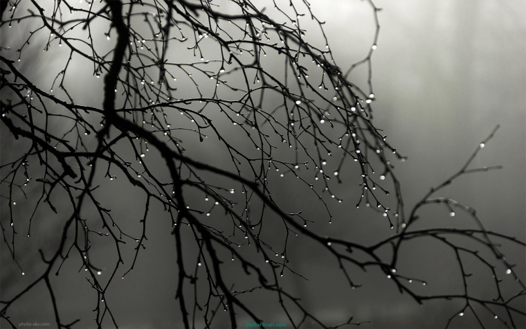 0_1517168309699_5_Branch_Rain_Drops.jpg