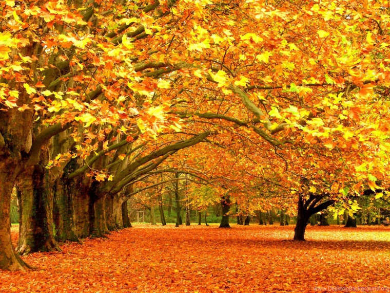 0_1525185396620_209420_autumn-nature-wallpaper-desktop-desktop-wallpaper-autumn-nature-autumn-wallpaper-for-computer-1680-by-1050-jpg_1600x1200_h.jpg