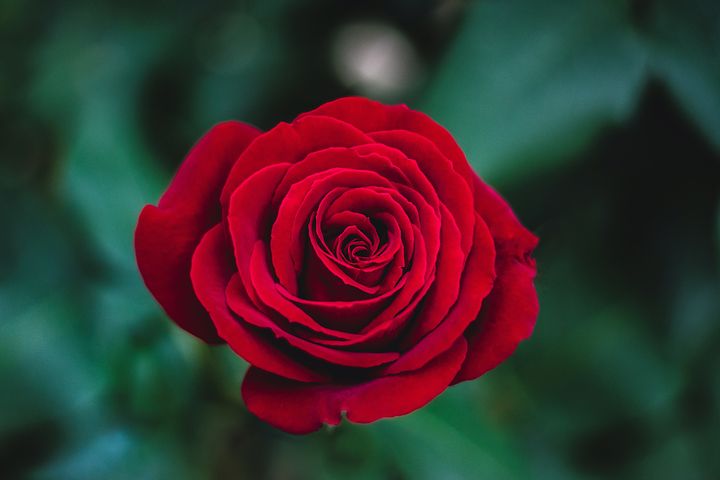 0_1525262120596_roses-flowers-beautiful-romantic-photos-1.jpg