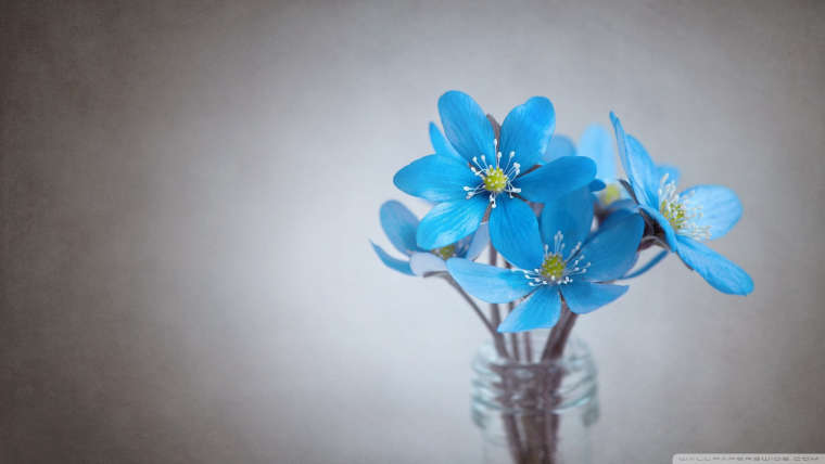 0_1526315036794_small_blue_flowers_2-wallpaper-1920x1080.jpeg