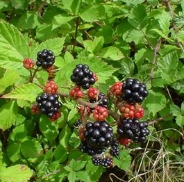 0_1533200166471_265px-Blackberries_on_bush.jpg