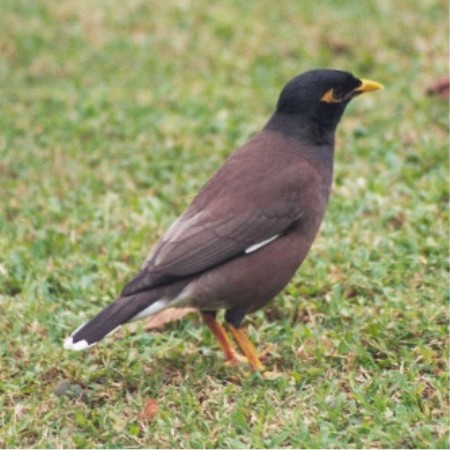 0_1535041586917_hi_common_mynah.jpg