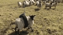 0_1535897335408_EsWR4kyCFh62Bm89.gif