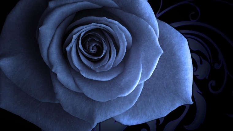 0_1536520411767_flower-black-blue-rose-delightful-scenery-wallpapers-1366x768.jpg