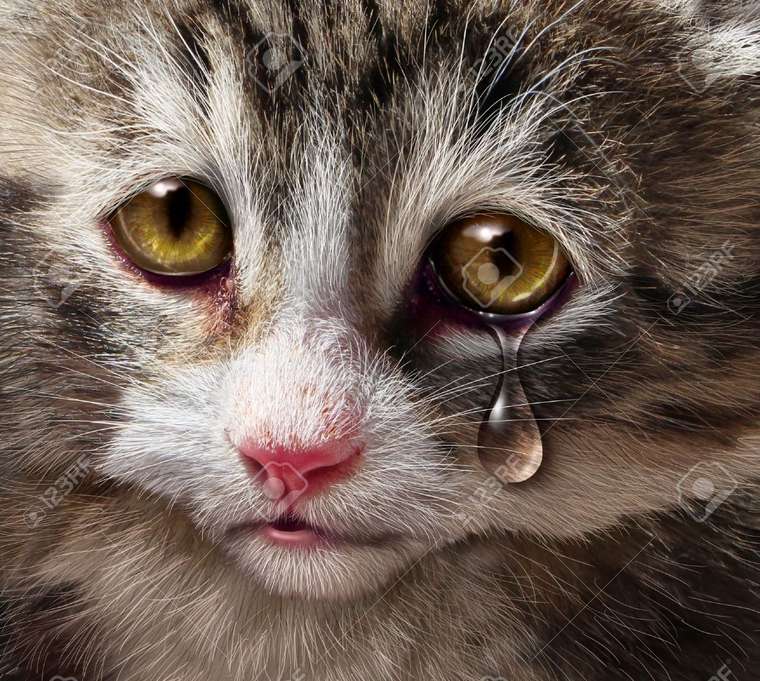 0_1539449952083_19703993-animal-abuse-and-pet-cruelty-and-neglect-with-a-sad-crying-kitten-cat-looking-at-the-viewer-with-a-t.jpg