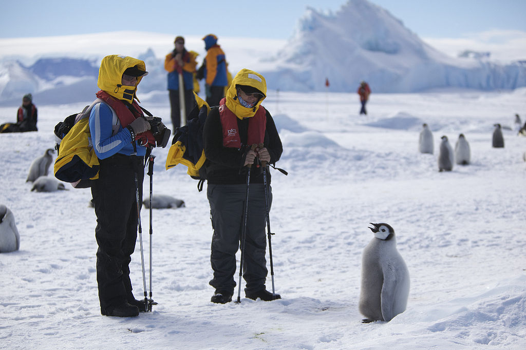 1024px-Aptenodytes_forsteri_-Snow_Hill_Island,Antarctica-juvenile_with_people-8.jpg