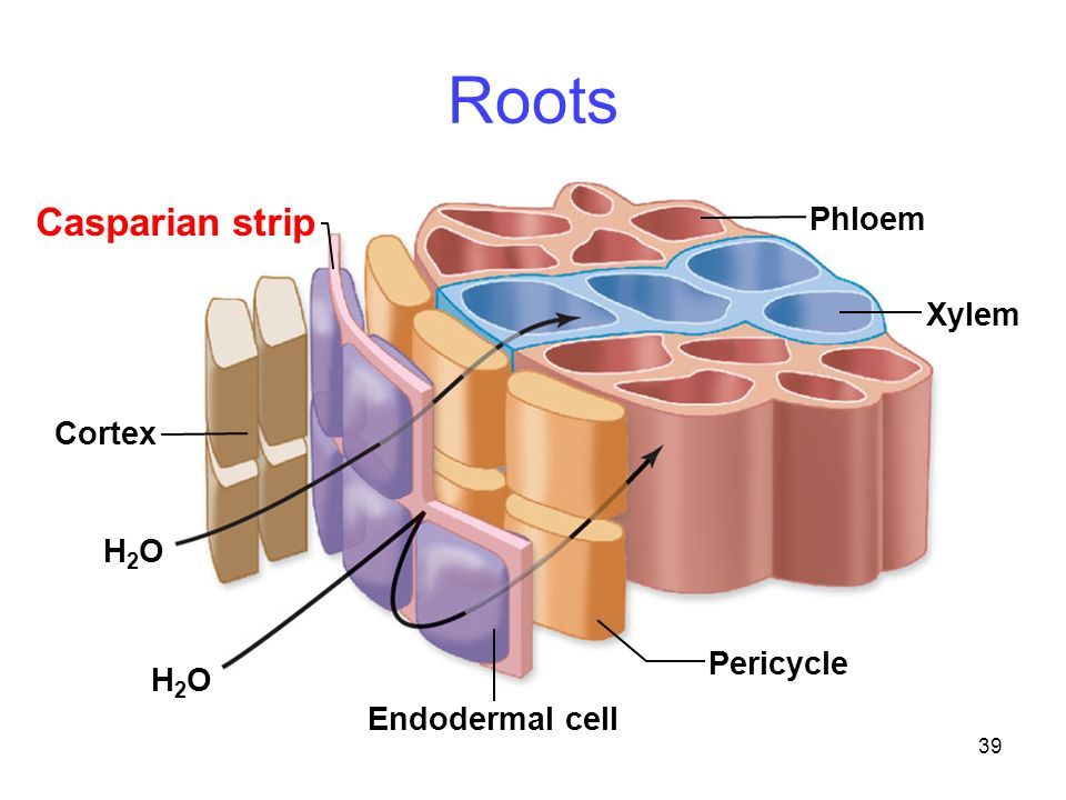 Roots+Casparian+strip+Phloem+Xylem+Cortex+Pericycle+H2O.jpg