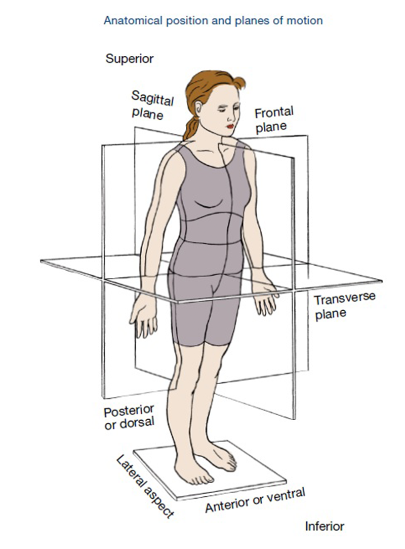 exam-prep-planes-of-motion.png