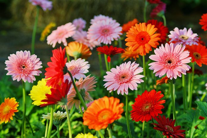 Gerbera-daisies-colors.jpg