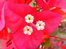 Bougainvillea2011Qeshm_Island2.JPG