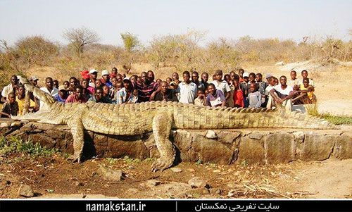 giant-crocodile-photos.jpg