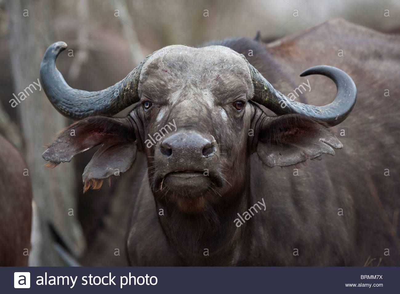 frontal-portrait-of-a-female-buffalo-with-a-deformed-horn-and-blind-BRMM7X.jpg