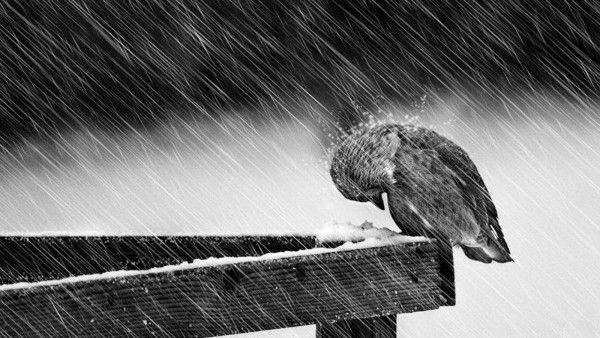 rain-bird-wallpaper_661014316.jpg