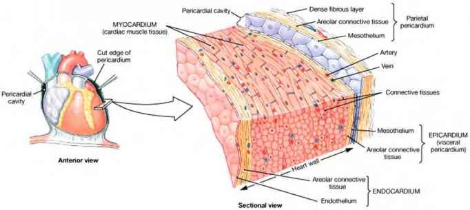 iq4pXlHhTbySB3vHJE8u_4415_27_47-pericardium-and-heart-wall.jpg