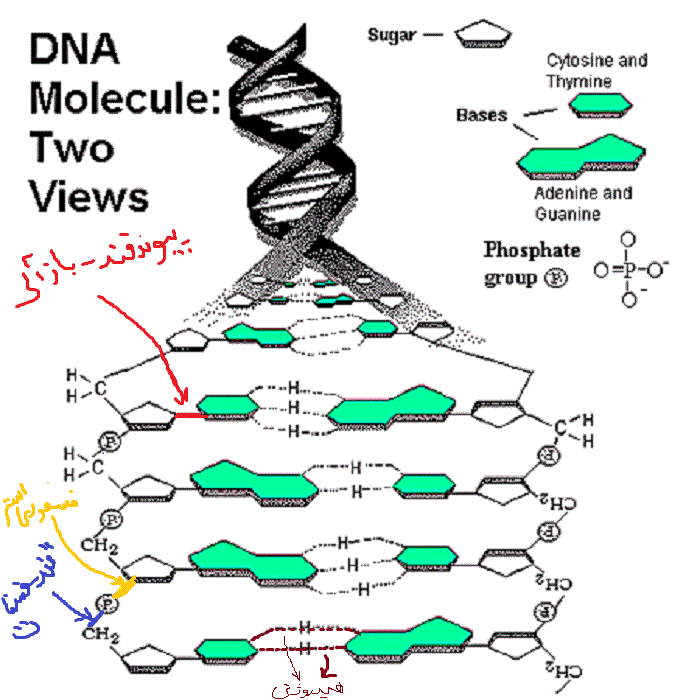 dna_molecule.gif