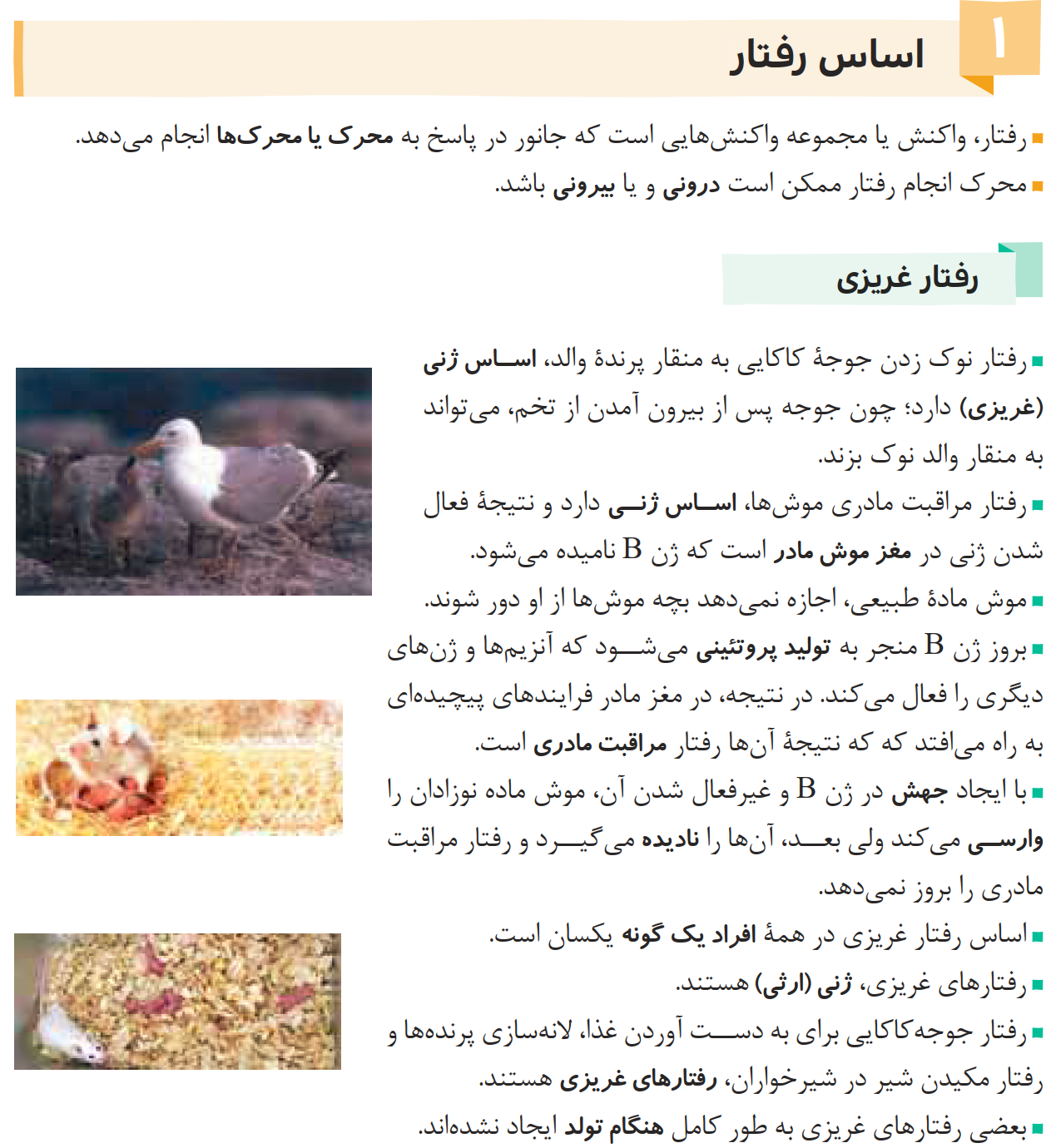 05Zistjambandi12-08-01_0001.png