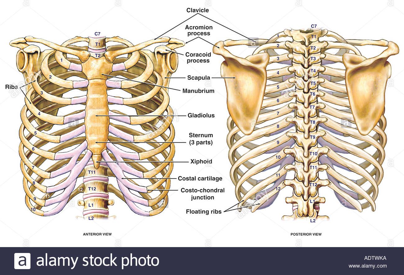 thoracic-chest-and-back-skeletal-skeleton-anatomy-featuring-the-ribs-ADTWKA.jpg