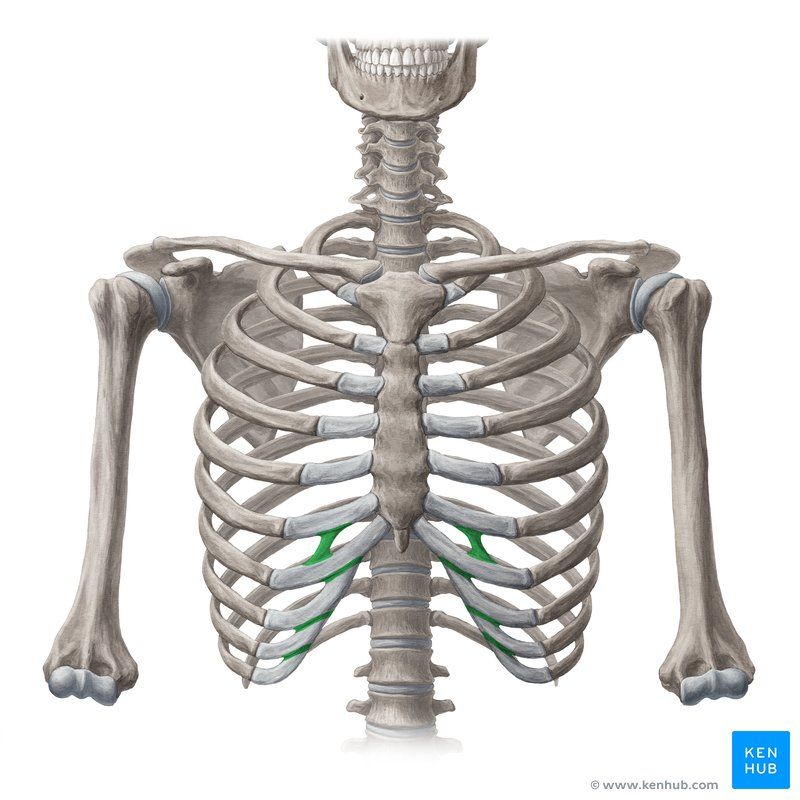 Z6mf1lGnAOBtE3WUjYt7g_Interchondral_joint__3_.jpg