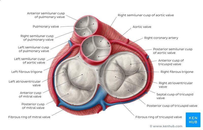 heart-valves_english.jpg