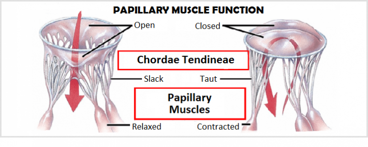 what-are-the-papillary-muscles-mvp-resource-731x293.png