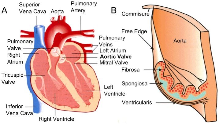 A-The-arrangement-of-the-valves-in-the-heart-B-The-structures-and-layers-of-an.png