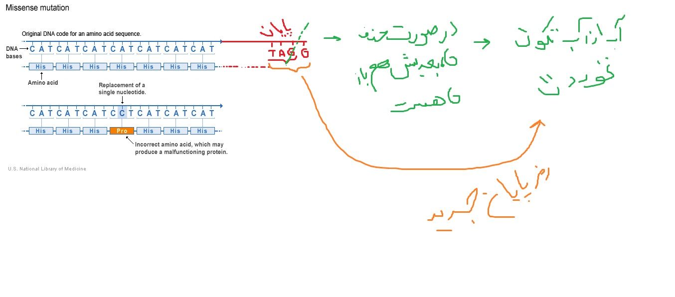 Missense_Mutation_Example.jpg