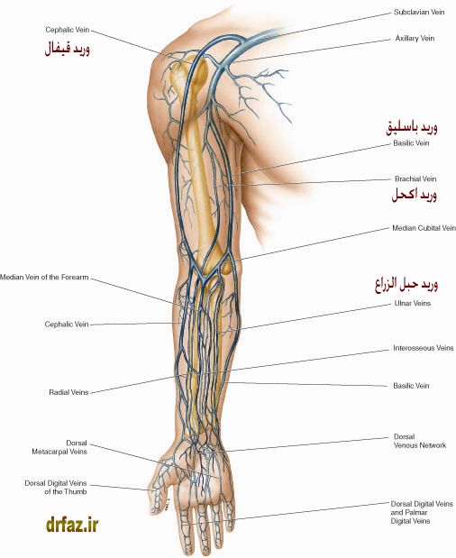 upper-limb-veins.jpg