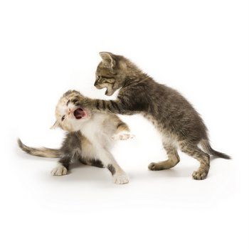 cats-fighting21.jpg