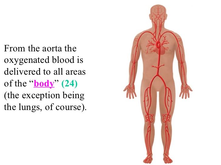 pathway-of-blood-15-728.jpg