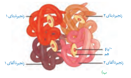 hb.png