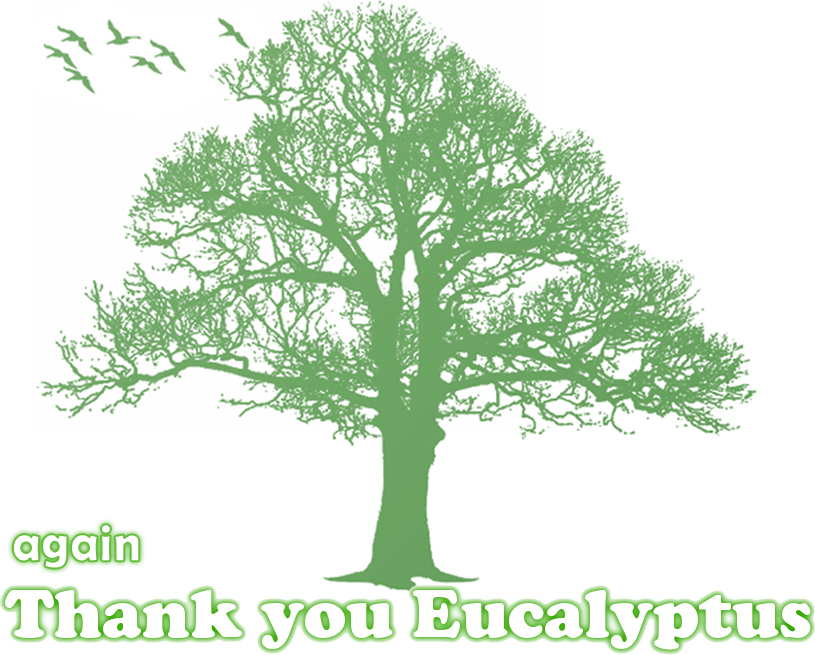 Eucalyptus2.png