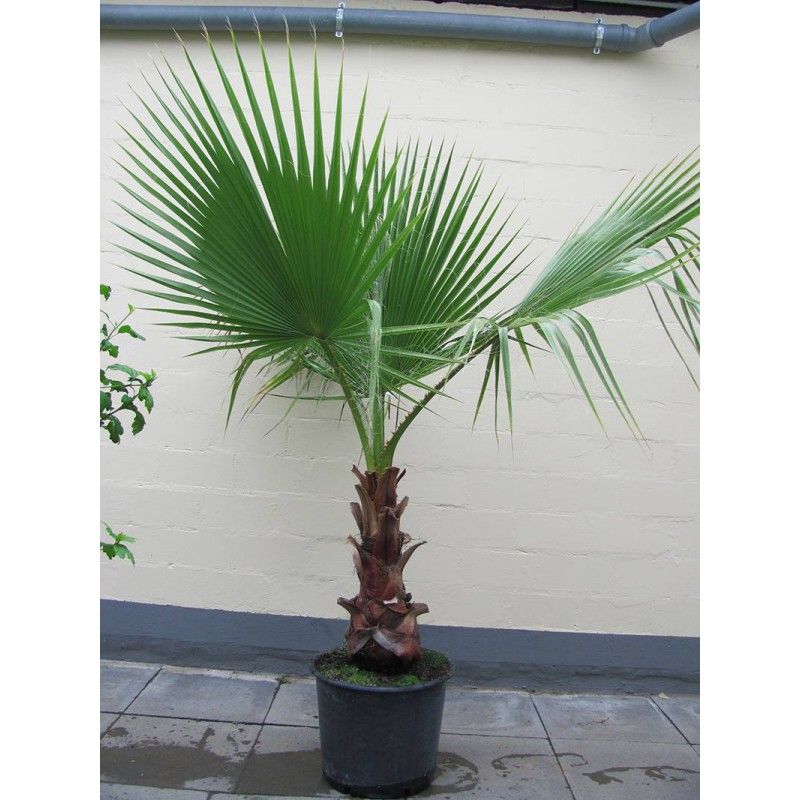 بذر-نخل-زینتی-یا-پالم-بادبزنی-fan-palm-.jpg