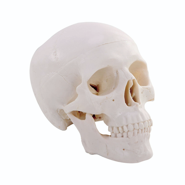 f0f2b378-bc78-4205-84ae-d9e09a47f9d7-image.png