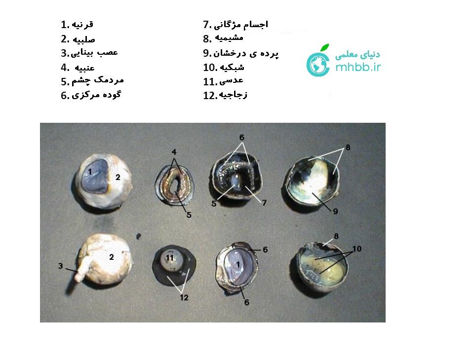 1.Cornea7.CiliaryBody2.Sclera8.Choroid.3.OpticNerve9.TapetumLucidum.4.Iris10.Retina..jpg