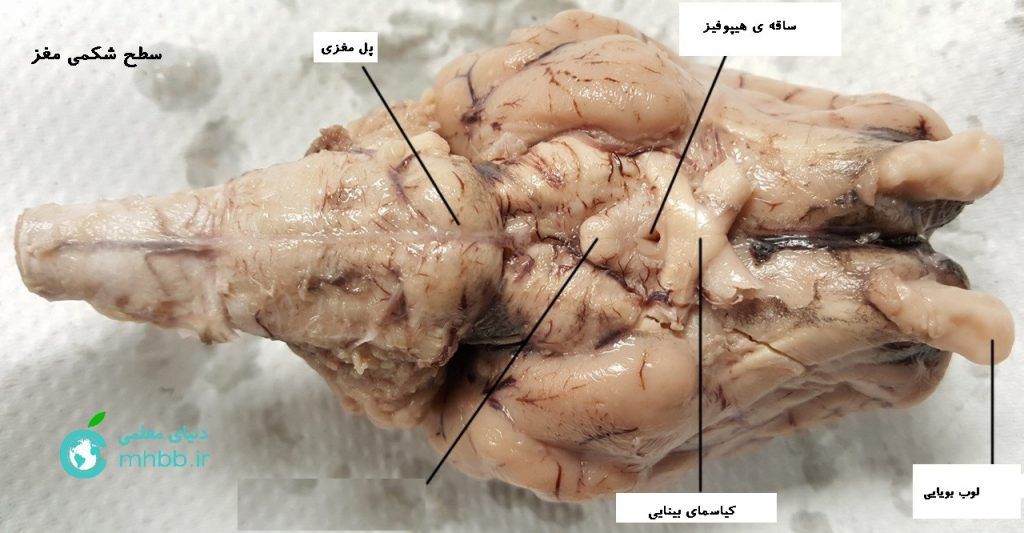brain-sheep-chiasma-1280px-labeled-1-1024x533.jpg