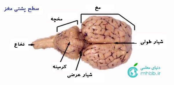 sheep-brain-superior2.jpg
