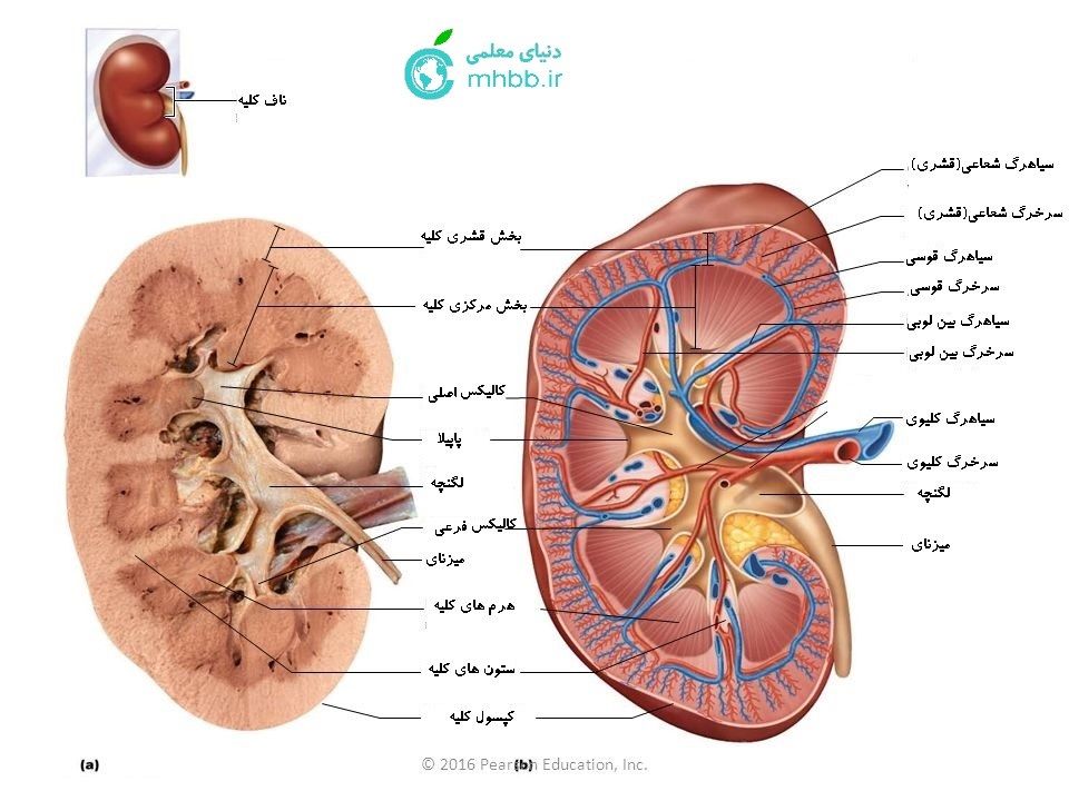 Figure40.3Internalanatomyofthekidney.-1.jpg