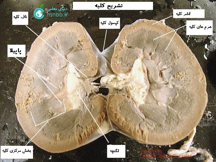 sheep-kidney-1.jpg