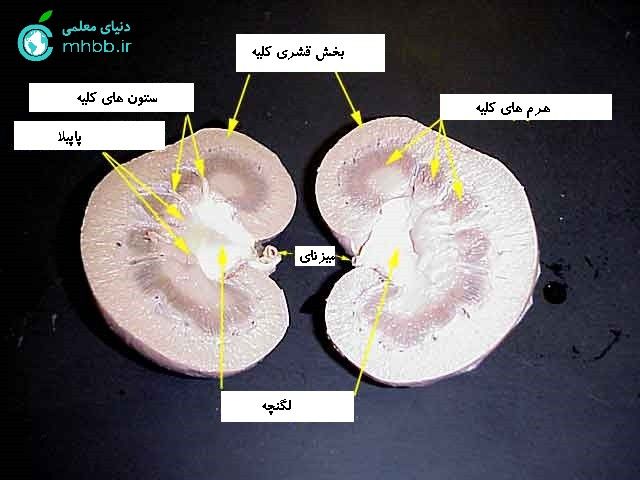 sheepkidney-1.jpg