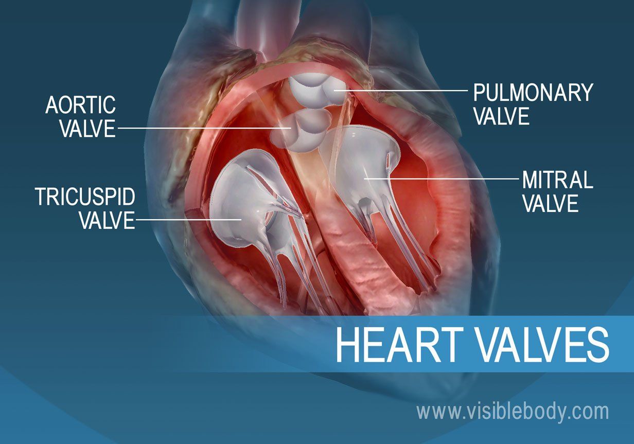 5B-Heart-Valves-1.jpg