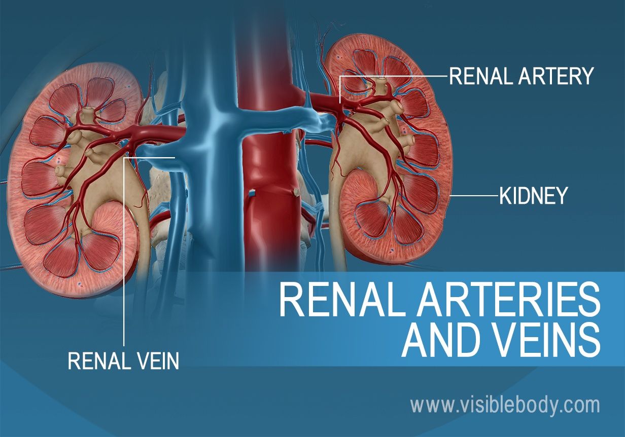 3C_Renal_Arteries_and_Veins.jpg